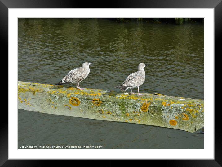 Two birds on a wooden bar in the Harbour. Framed Mounted Print by Philip Gough