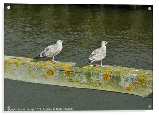 Two birds on a wooden bar in the Harbour. Acrylic by Philip Gough