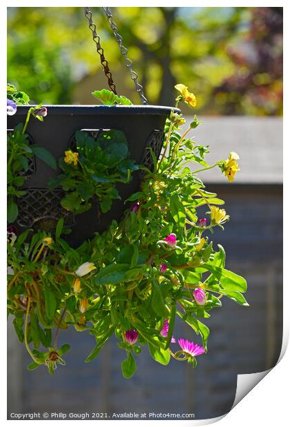 Hanging Basket in Garden Print by Philip Gough