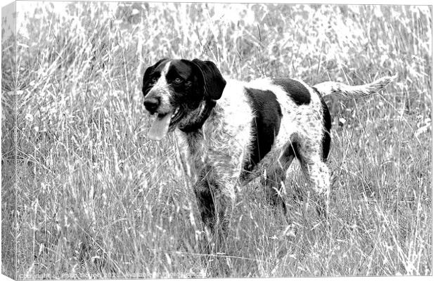 A dog standing in tall grass Canvas Print by Philip Gough