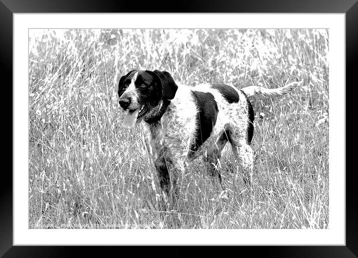 A dog standing in tall grass Framed Mounted Print by Philip Gough