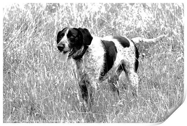 A dog standing in tall grass Print by Philip Gough