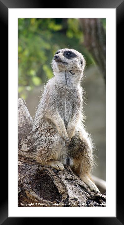 chin up Framed Mounted Print by Elouera Photography
