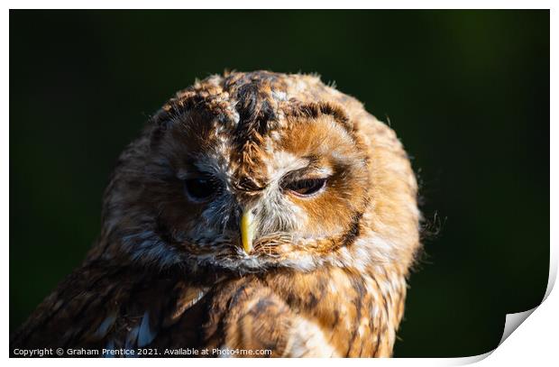 Tawny Owl (Strix aluco) Print by Graham Prentice