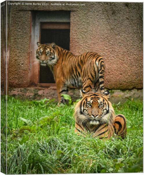 Sumatran tigers Canvas Print by Aimie Burley