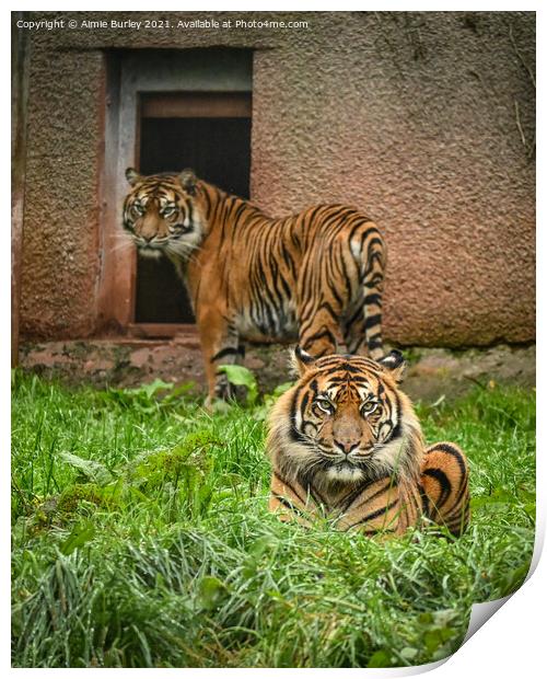 Sumatran tigers Print by Aimie Burley