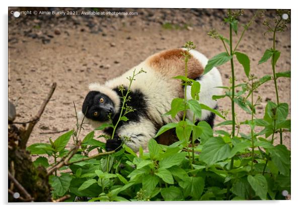Lemur eating  Acrylic by Aimie Burley