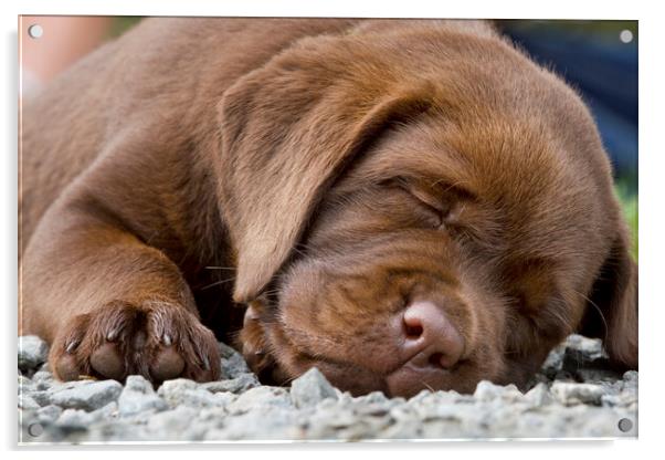Sleepy Labrador Puppy Acrylic by Arterra 