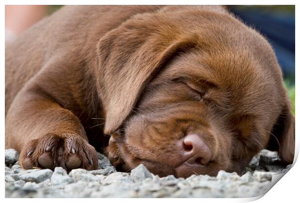 Sleepy Labrador Puppy Print by Arterra 