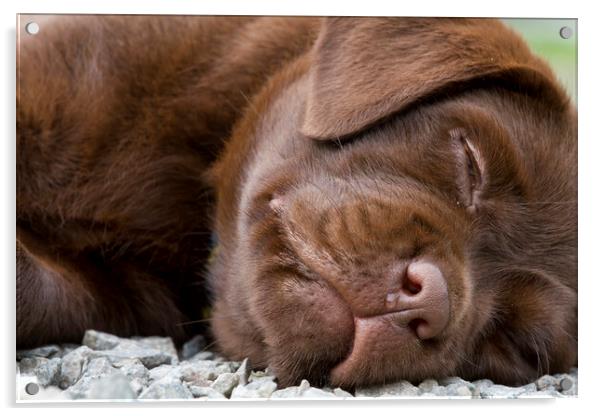 Labrador Pup Sleeping Acrylic by Arterra 