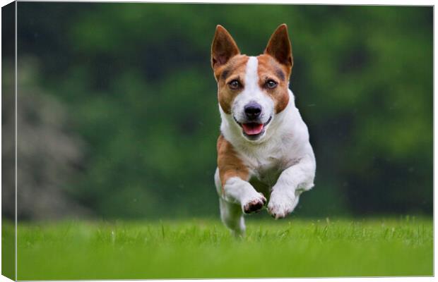 Running Jack Russell Terrier Canvas Print by Arterra 
