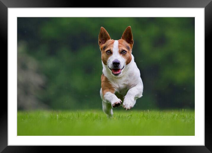 Running Jack Russell Terrier Framed Mounted Print by Arterra 