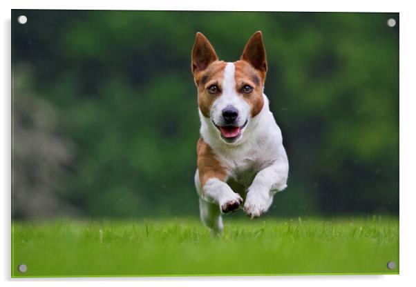 Running Jack Russell Terrier Acrylic by Arterra 