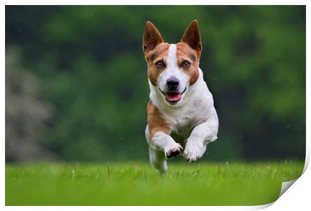 Running Jack Russell Terrier Print by Arterra 