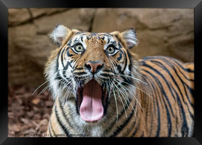 Sumatran Tigress yawning Framed Print by Fiona Etkin