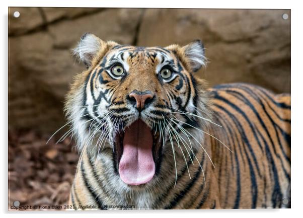 Sumatran Tigress yawning Acrylic by Fiona Etkin