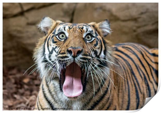 Sumatran Tigress yawning Print by Fiona Etkin