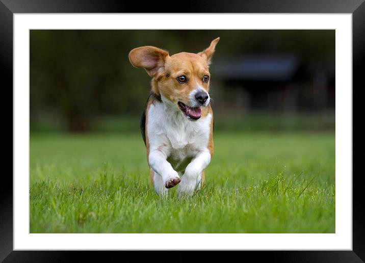 Tricolour Beagle Running Framed Mounted Print by Arterra 