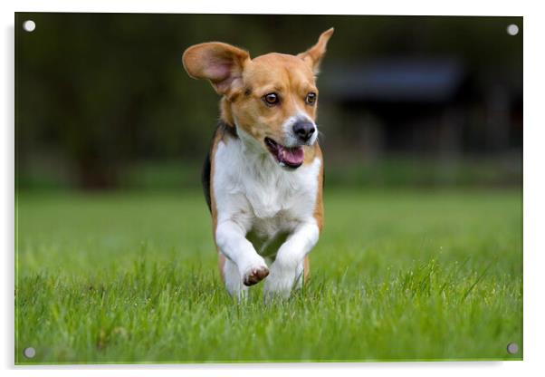Tricolour Beagle Running Acrylic by Arterra 