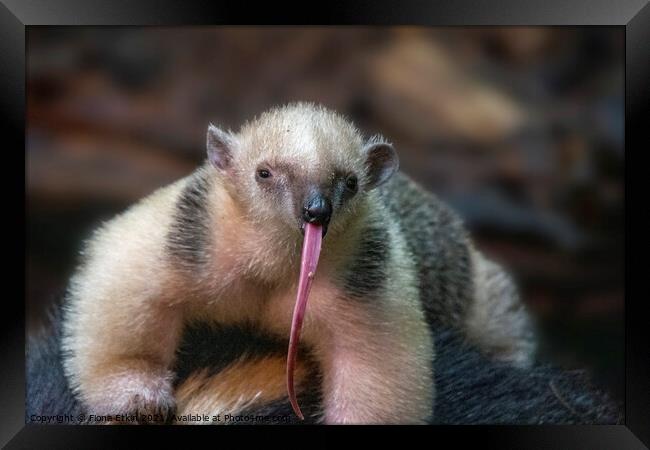 Southern Tamandua with a very long tongue!!!!! Framed Print by Fiona Etkin