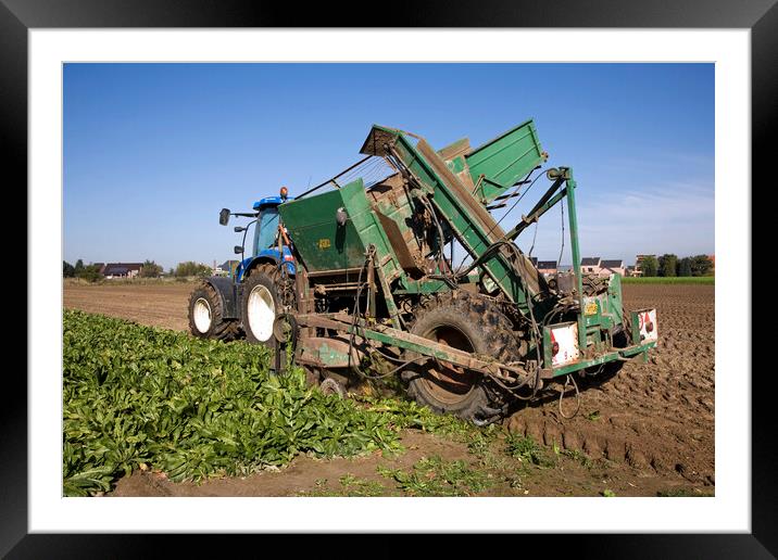 Tractor Harvesting Chicory Framed Mounted Print by Arterra 