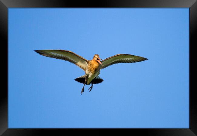 Black-Tailed Godwit Flying Framed Print by Arterra 