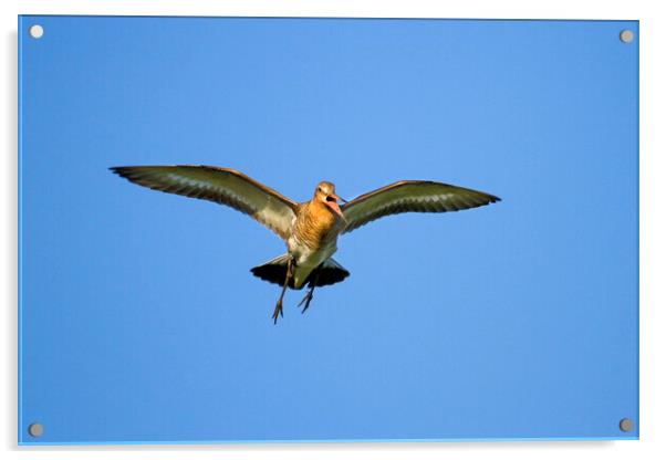 Black-Tailed Godwit Flying Acrylic by Arterra 
