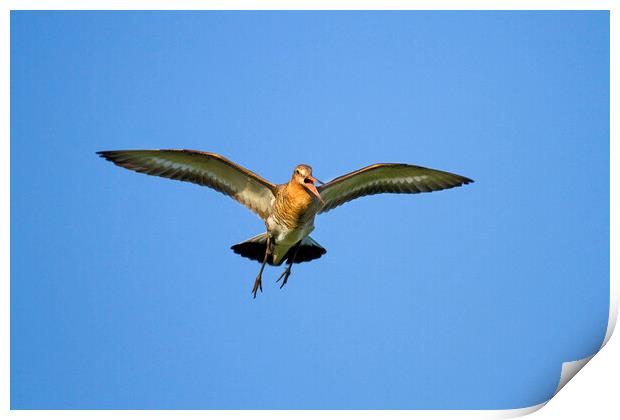 Black-Tailed Godwit Flying Print by Arterra 