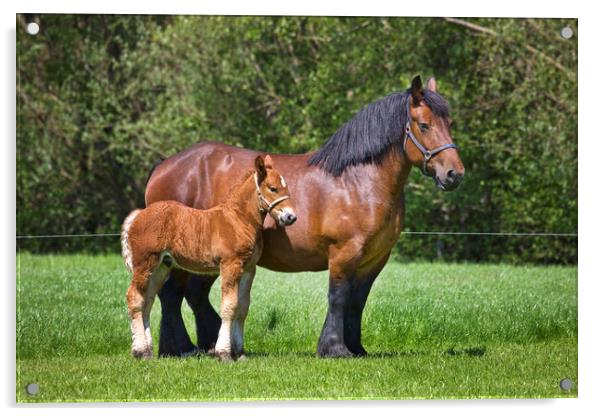 Belgian Draft Horse with Foal Acrylic by Arterra 