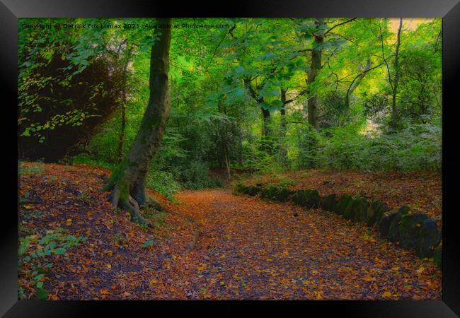 Autumn Woodland In Lancashire Framed Print by Derrick Fox Lomax