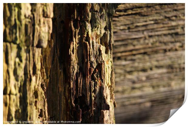 Textured Nature Abstract, Weathered Wood Print by Imladris 