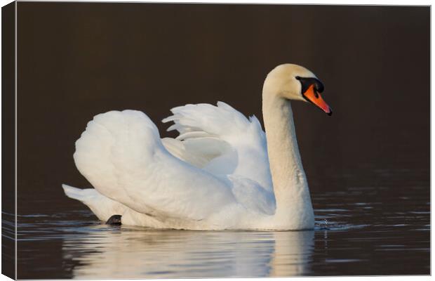 Mute Swan Swimming Canvas Print by Arterra 