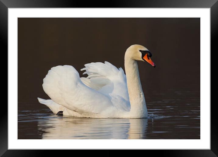 Mute Swan Swimming Framed Mounted Print by Arterra 