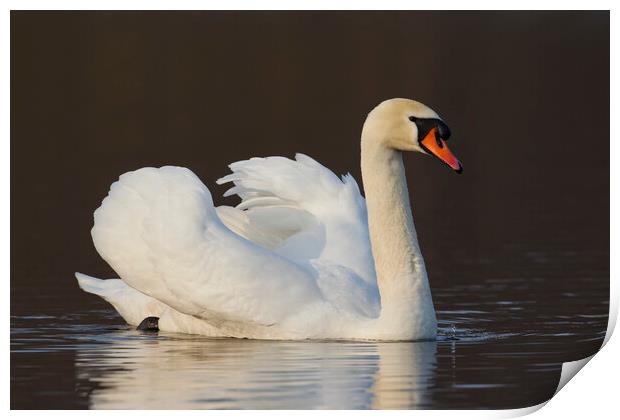 Mute Swan Swimming Print by Arterra 