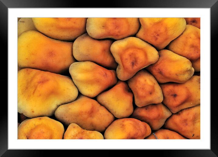 Mushroom Abstract Framed Mounted Print by Arterra 