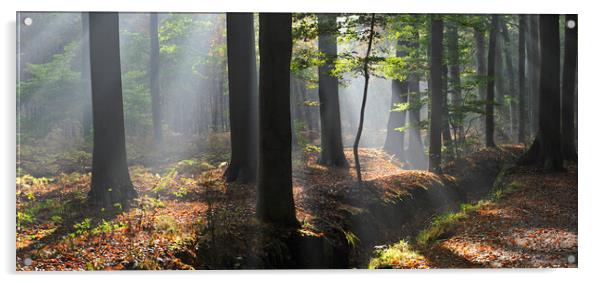 Sunrays in Beech Forest Acrylic by Arterra 