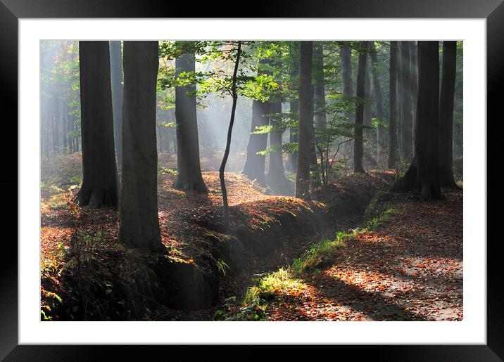 Beech Forest in the Mist Framed Mounted Print by Arterra 