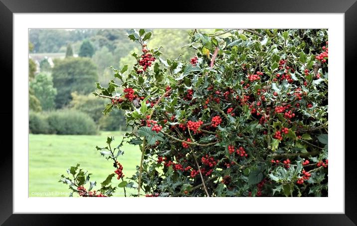 A close up of a wild holly bush Framed Mounted Print by Mark Chesters