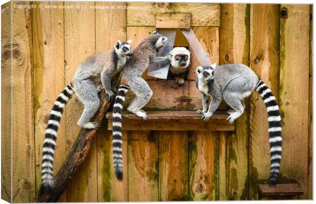 Ring tailed Lemurs  Canvas Print by Aimie Burley