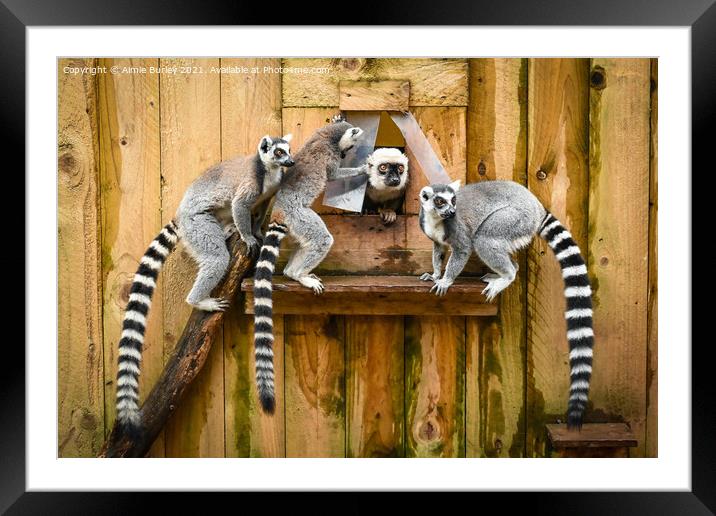 Ring tailed Lemurs  Framed Mounted Print by Aimie Burley