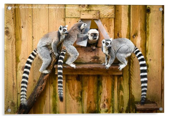Ring tailed Lemurs  Acrylic by Aimie Burley