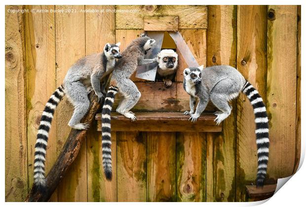 Ring tailed Lemurs  Print by Aimie Burley