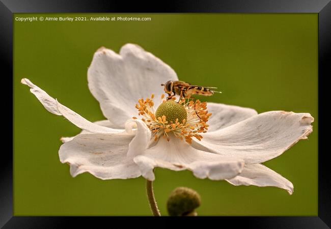 Hoverfly on white flower Framed Print by Aimie Burley
