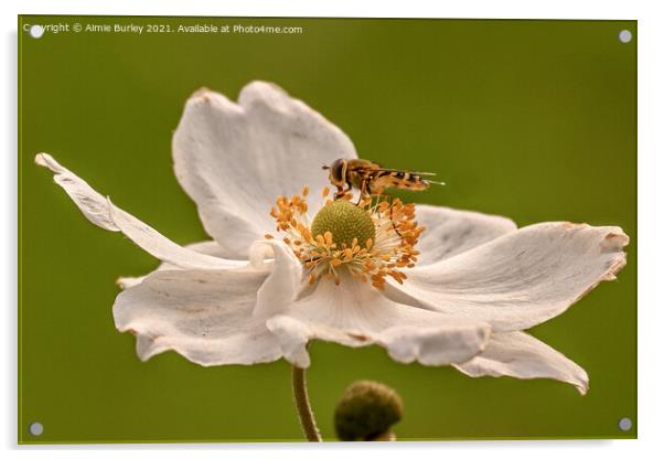 Hoverfly on white flower Acrylic by Aimie Burley