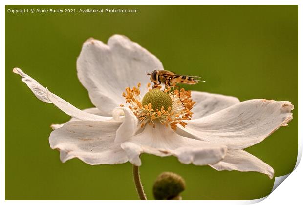 Hoverfly on white flower Print by Aimie Burley