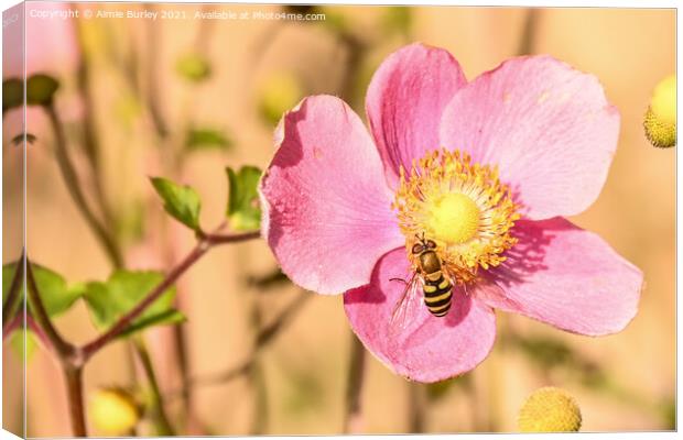 Hoverfly on pink flower Canvas Print by Aimie Burley