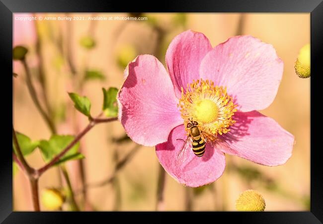 Hoverfly on pink flower Framed Print by Aimie Burley