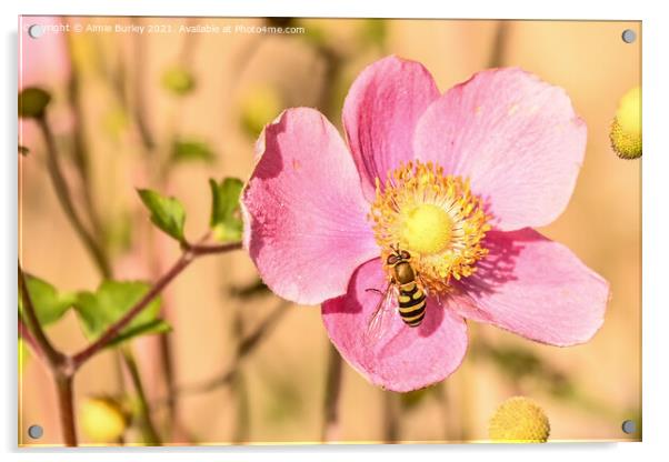 Hoverfly on pink flower Acrylic by Aimie Burley