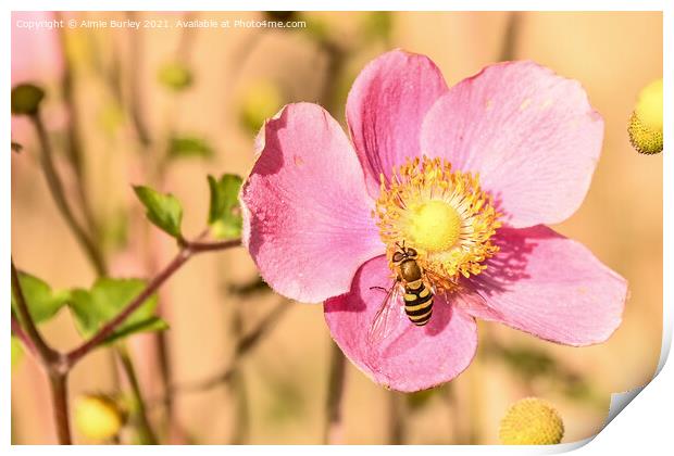 Hoverfly on pink flower Print by Aimie Burley