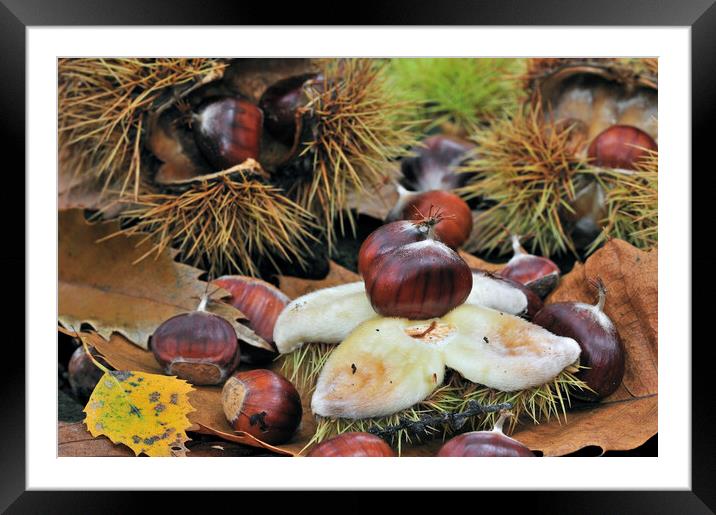Chestnuts on the Forest Floor Framed Mounted Print by Arterra 